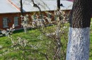 Город расцветает