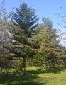 Ботанический сад, окрестности парка