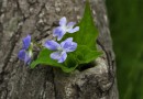 Фото 42641