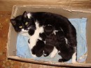 02.Кошка "Касатка" родила трех котят.