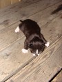 03.Котенок изучает дом.