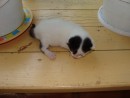 04.Совсем маленькая кошечка.