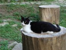 06.Отец котят. Кот "Бархат".