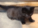 11.Котенок "Шахтер".