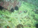 Дайв-центр “Nautilus”: Подводные экскурсии (Витязь, Андреевка)